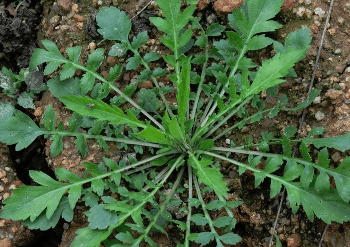 荠菜图片功效与作用