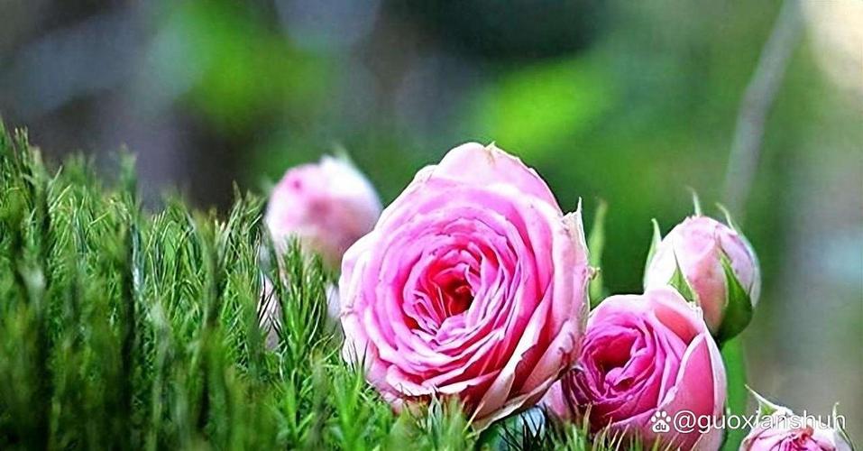 ��ƽ���������ⷭ�޸����ñ���ϸ�����°�������� ��ƽ���������ⷭ�޸�����ҽԺ�۸�